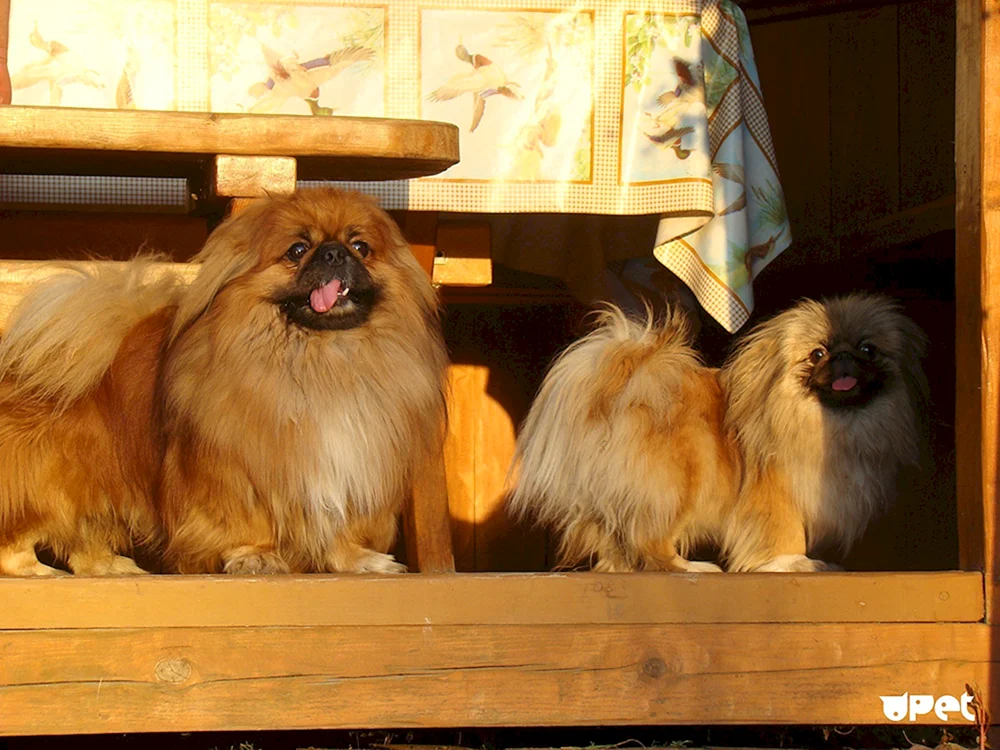 Pekingese Pomeranian