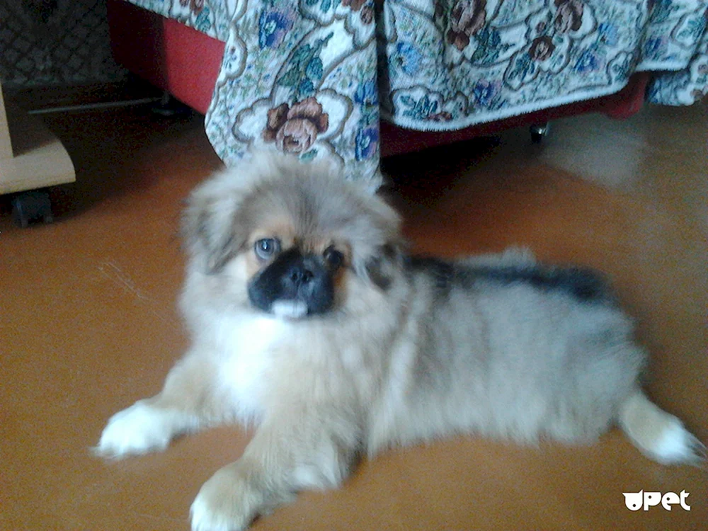 Pekingese Pomeranian