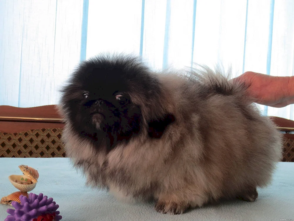 Pekinese und Mischling Moxie und Pekinese Moxie und Pekinese Spitz und Pekinese Moxie.