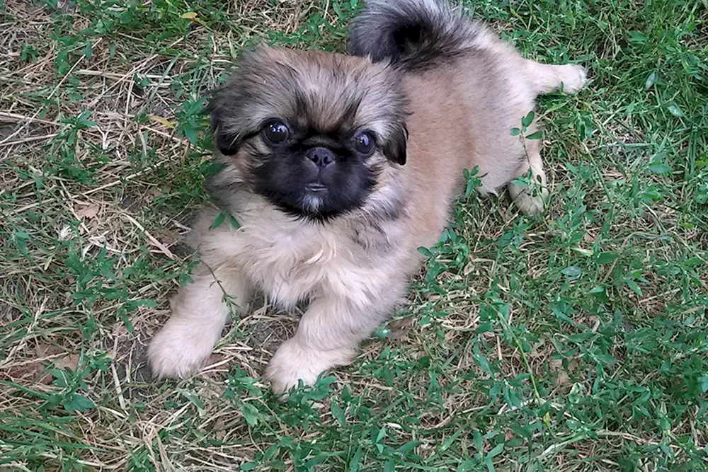 Pekingese Hunderassen
