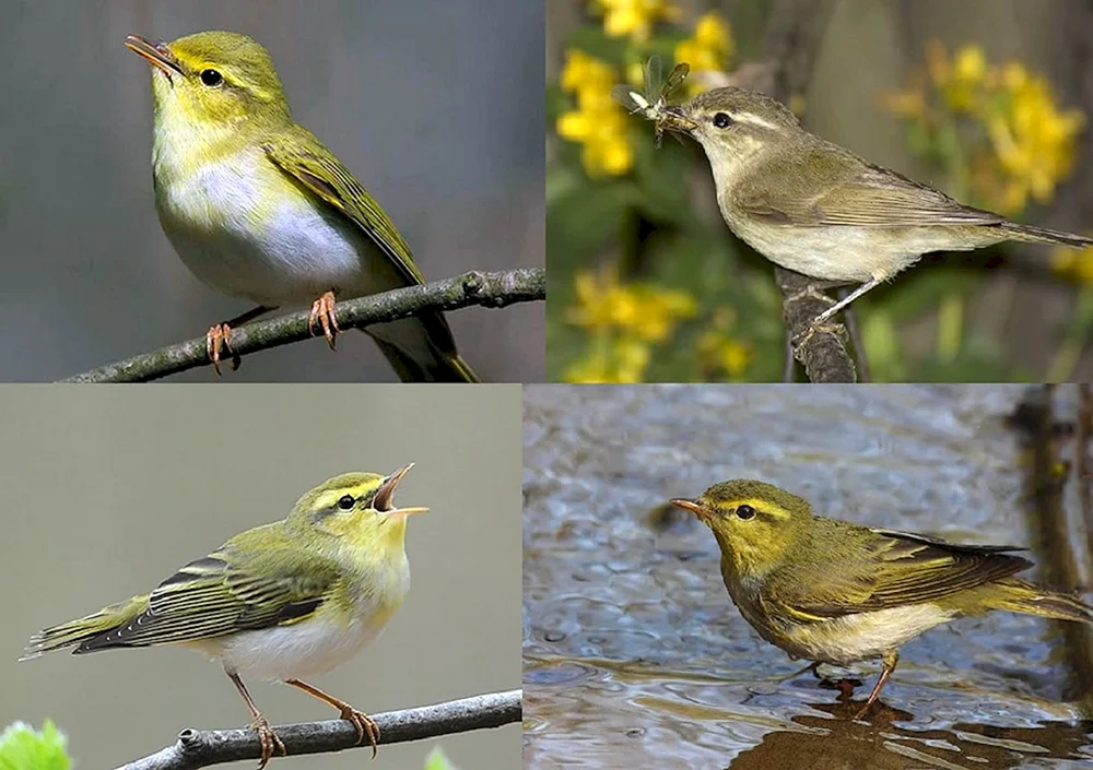 Vögel der Republik Mordowien