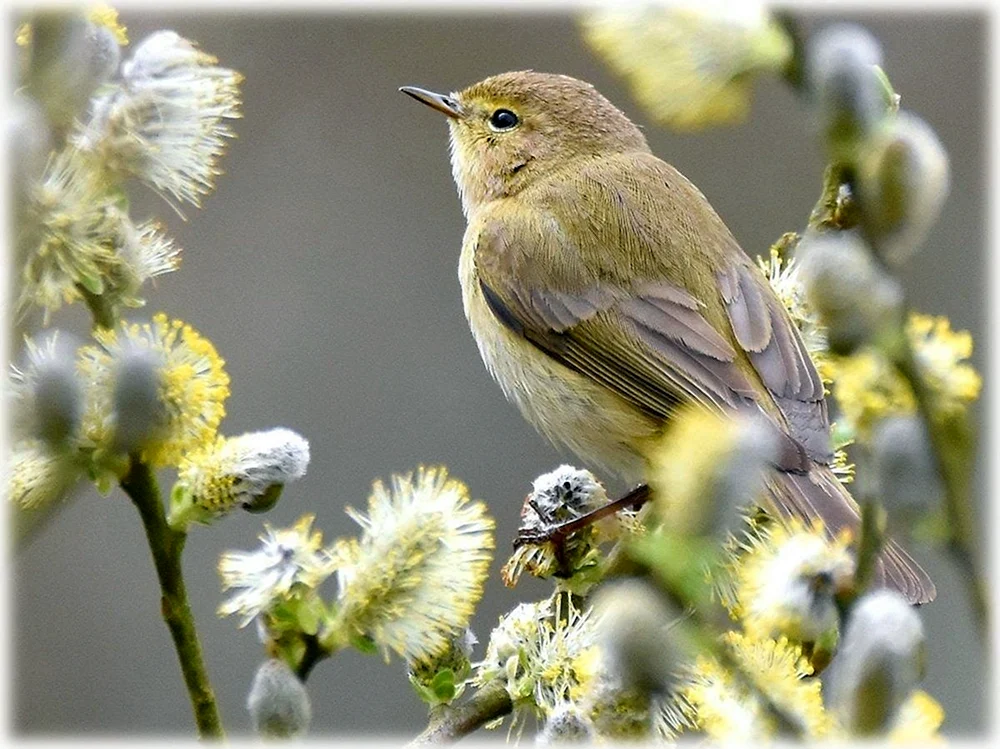 Frühlingsvögel