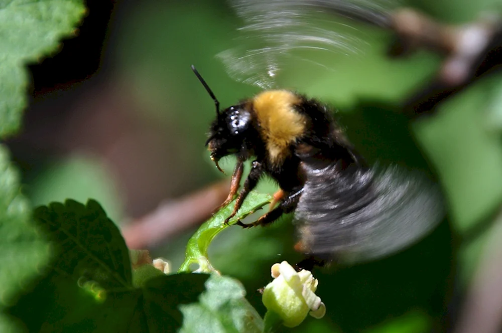 Hummel