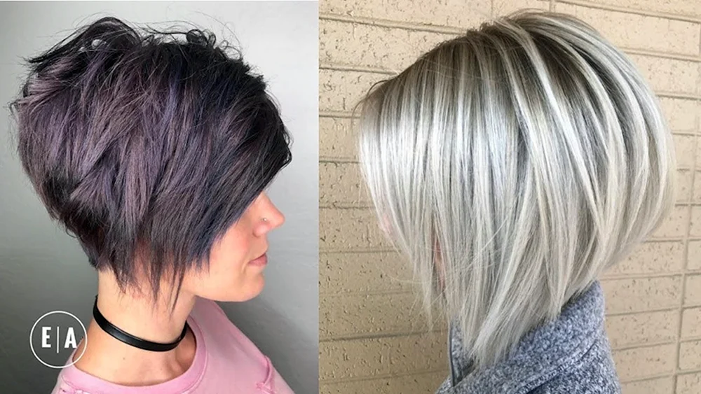 Pixie bob. Bob auf kurzem Haar
