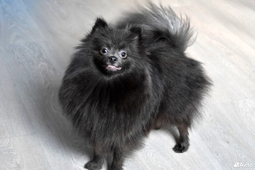 Pommern Spitz