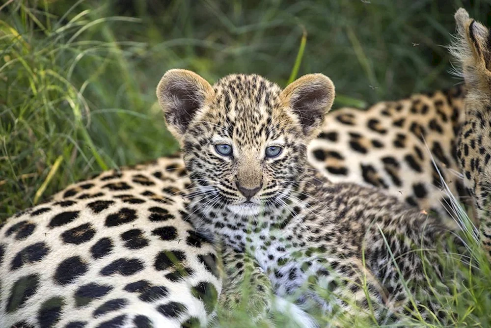 Predynesischer Leopard