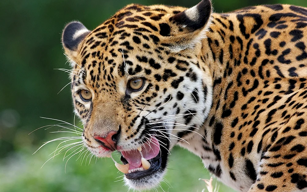 Pedesischer Leopard