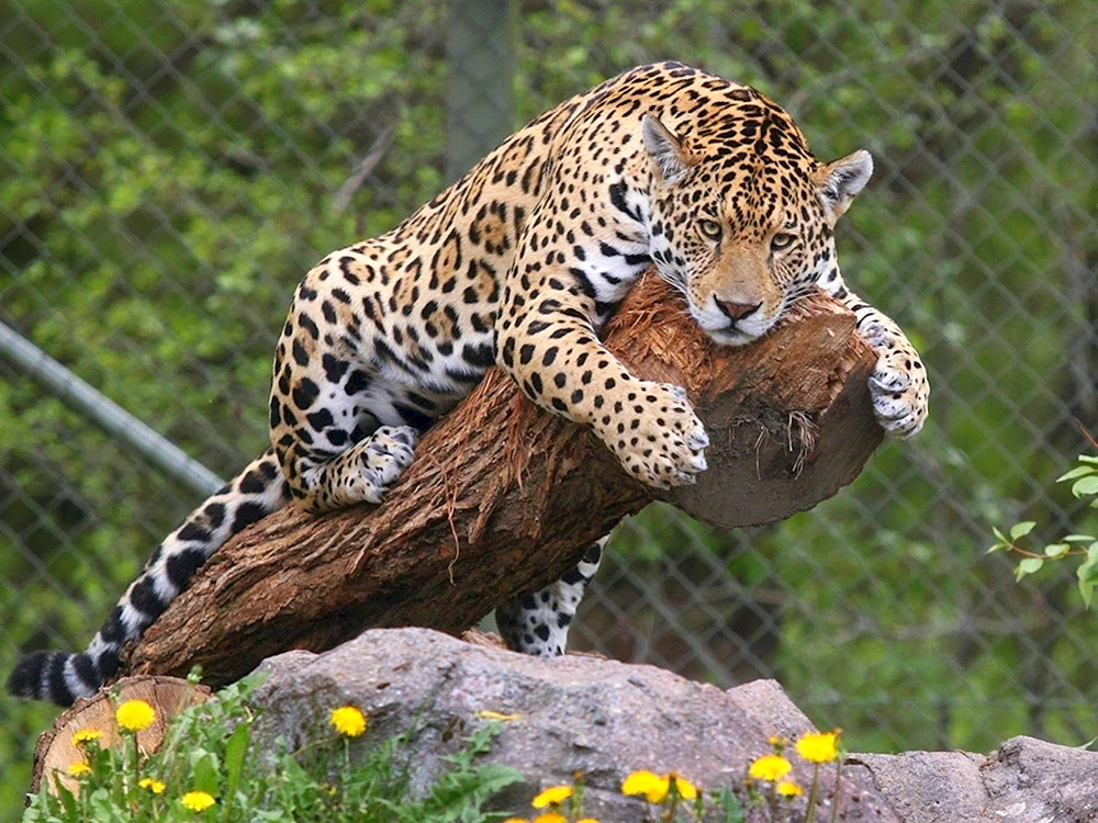Pedesischer Leopard