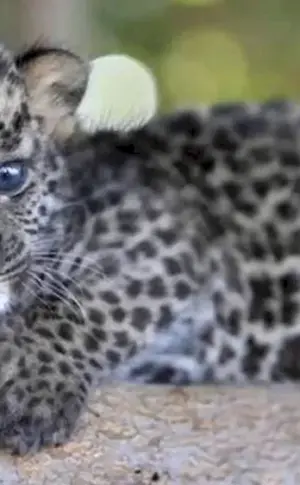 Transnistrischer Leopard Jungtier
