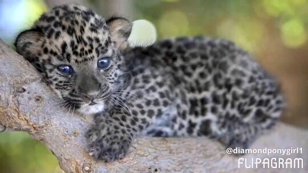 Transnistrischer Leopard Jungtier