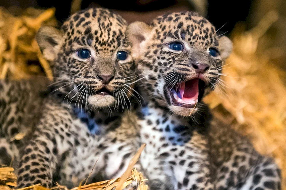 Transnistrischer Leopard Jungtier