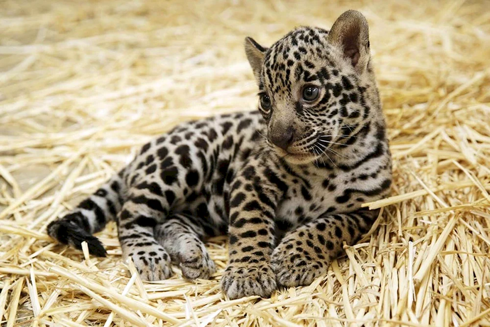 Dal Östlicher Leopard Weibchen