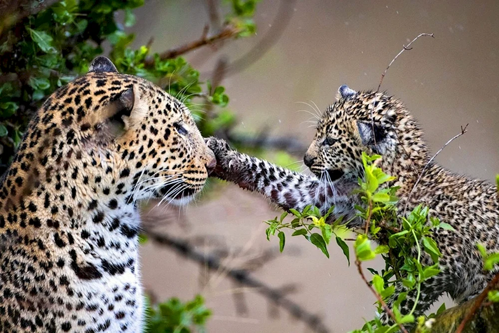 Östlicher Leopard Melanist