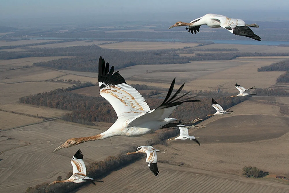 Zugvögel Kranichkeil