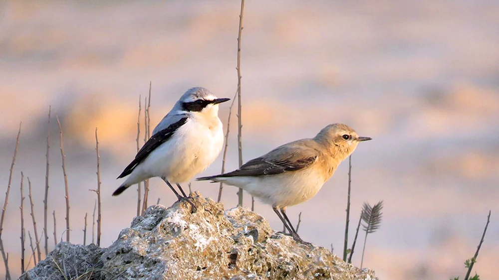 Vögel des Krimtümpels