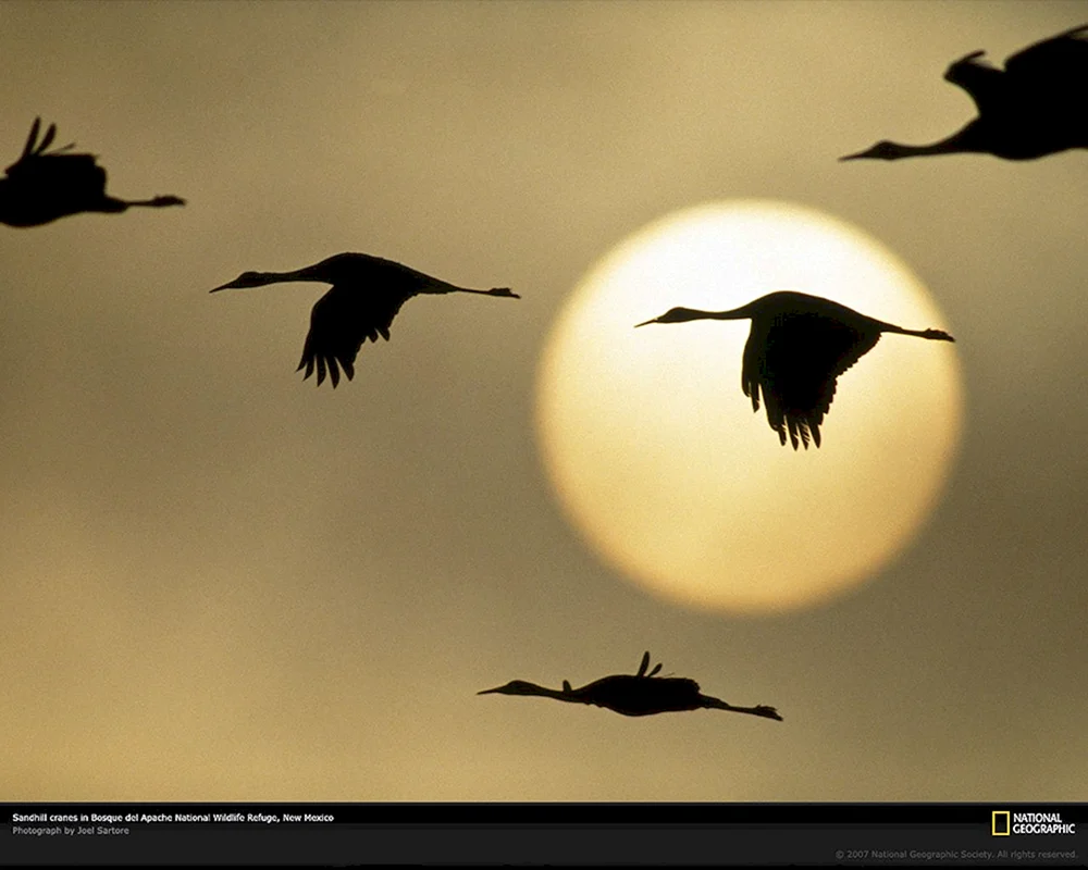 Vögel am Himmel