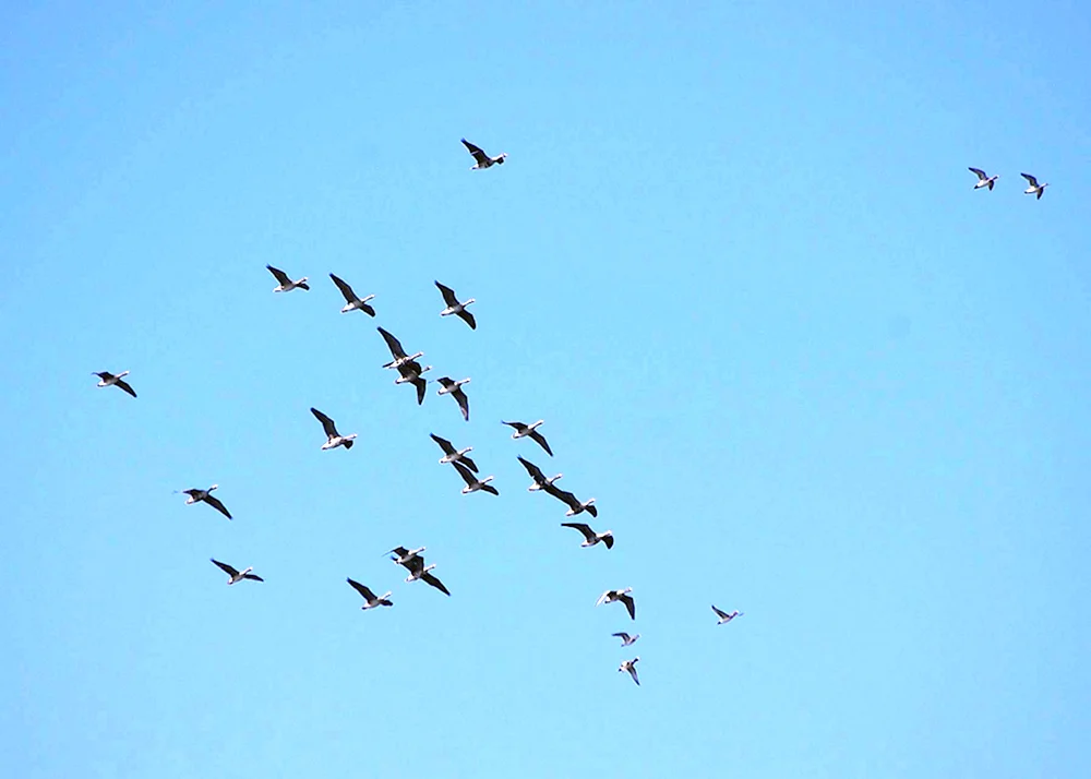 Vögel am Himmel Kunst