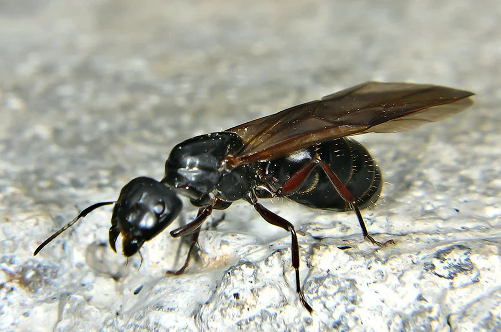Geflügelte Ameisen Ameisen