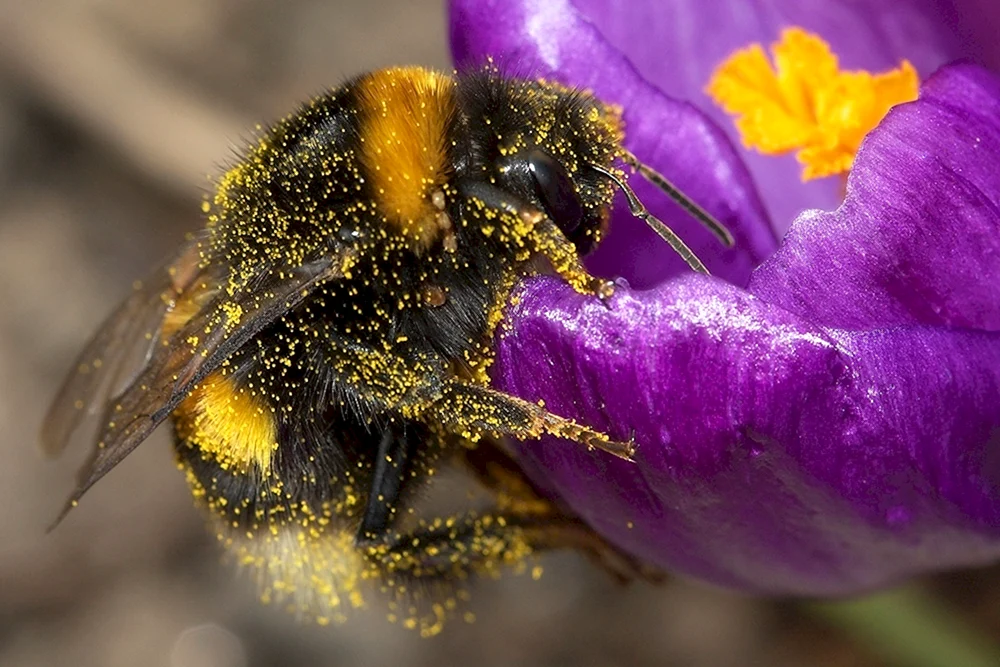 Bienenpollen