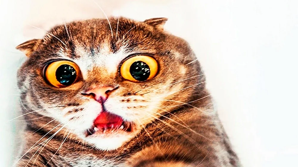 Eine verängstigte Katze
