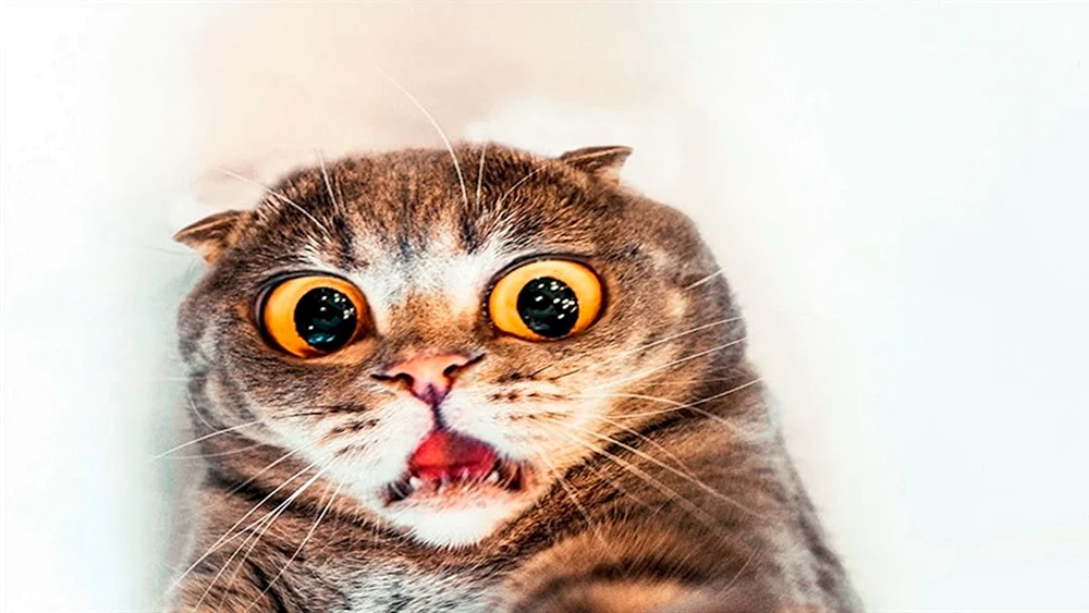 Überraschte Katze