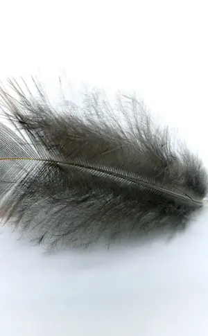 Vogelfedern