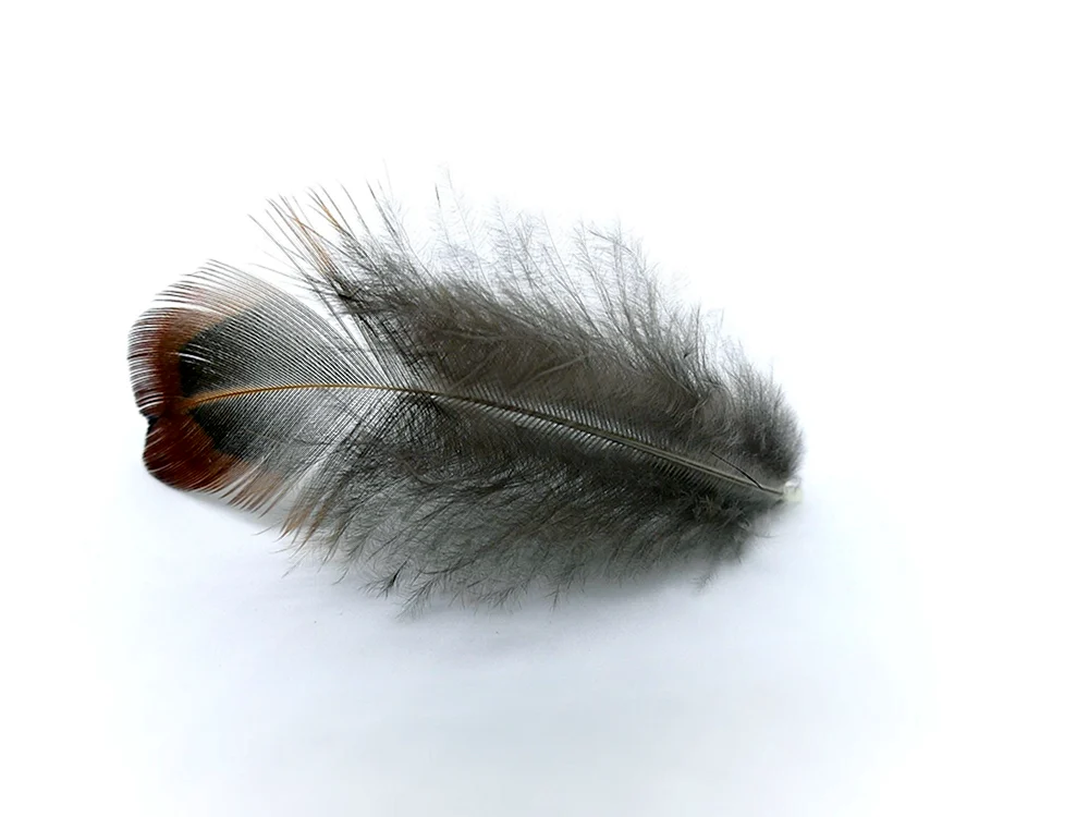 Vogelfedern