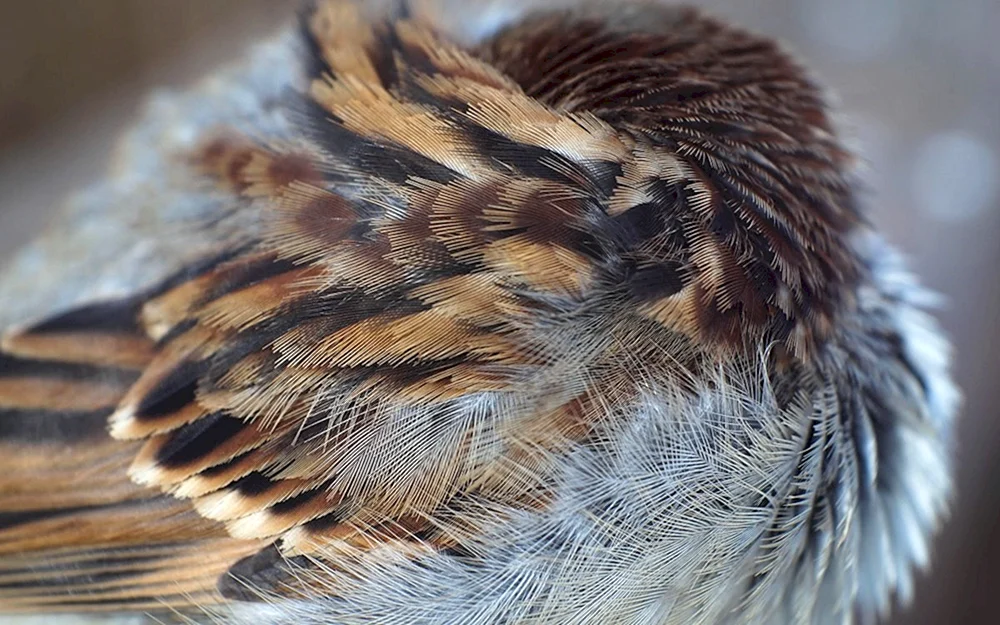 Vögel