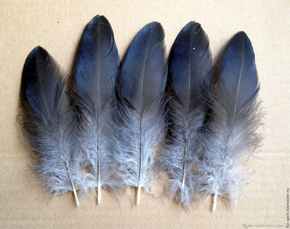 Sperlingsschwanz