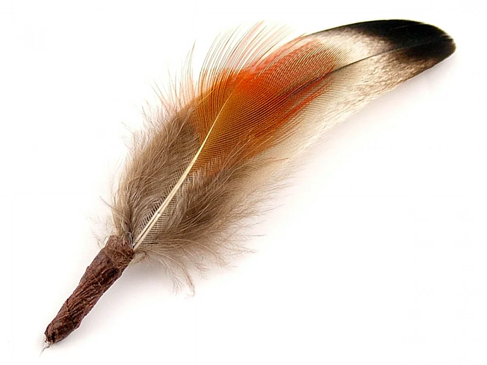 Federn Vögel
