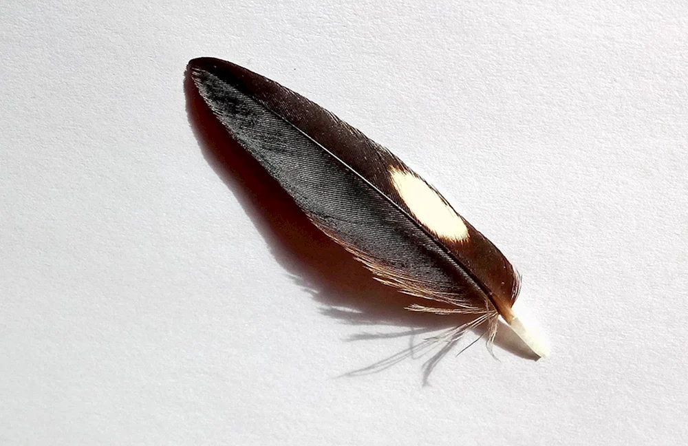 Sperlingsfedern