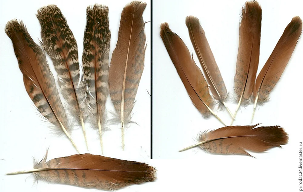 Vogelfedern
