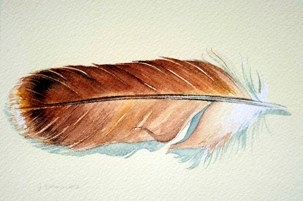 Vogelfedern