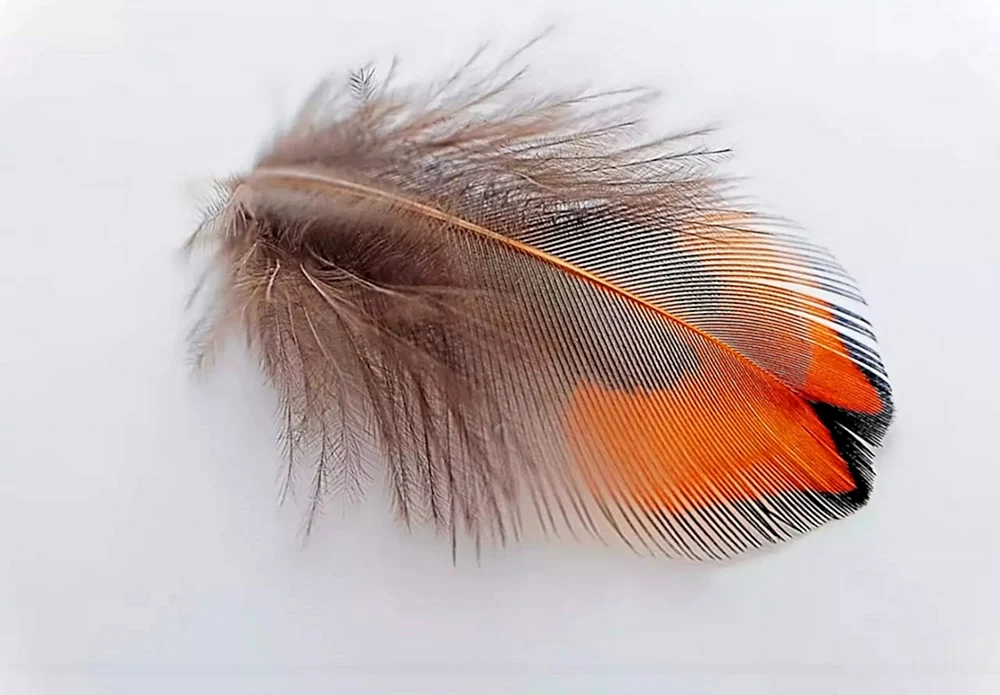 Vogelfedern
