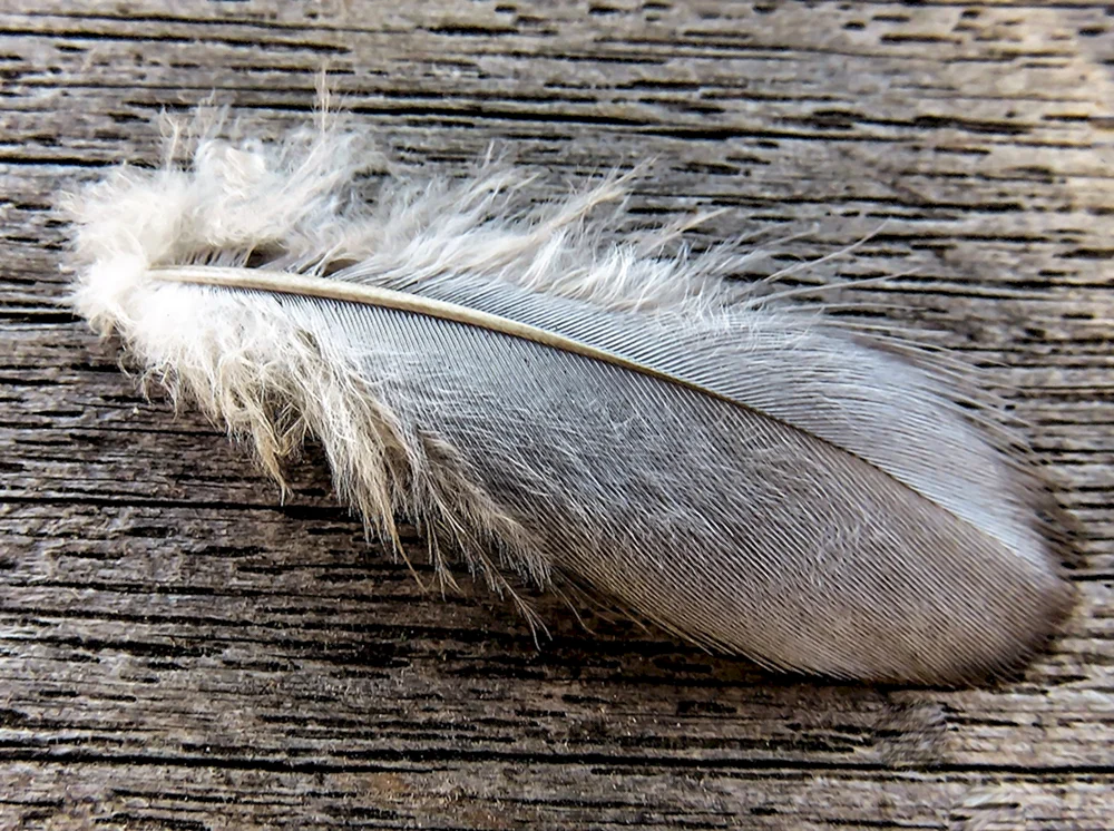 Vogelfedern. Vögel