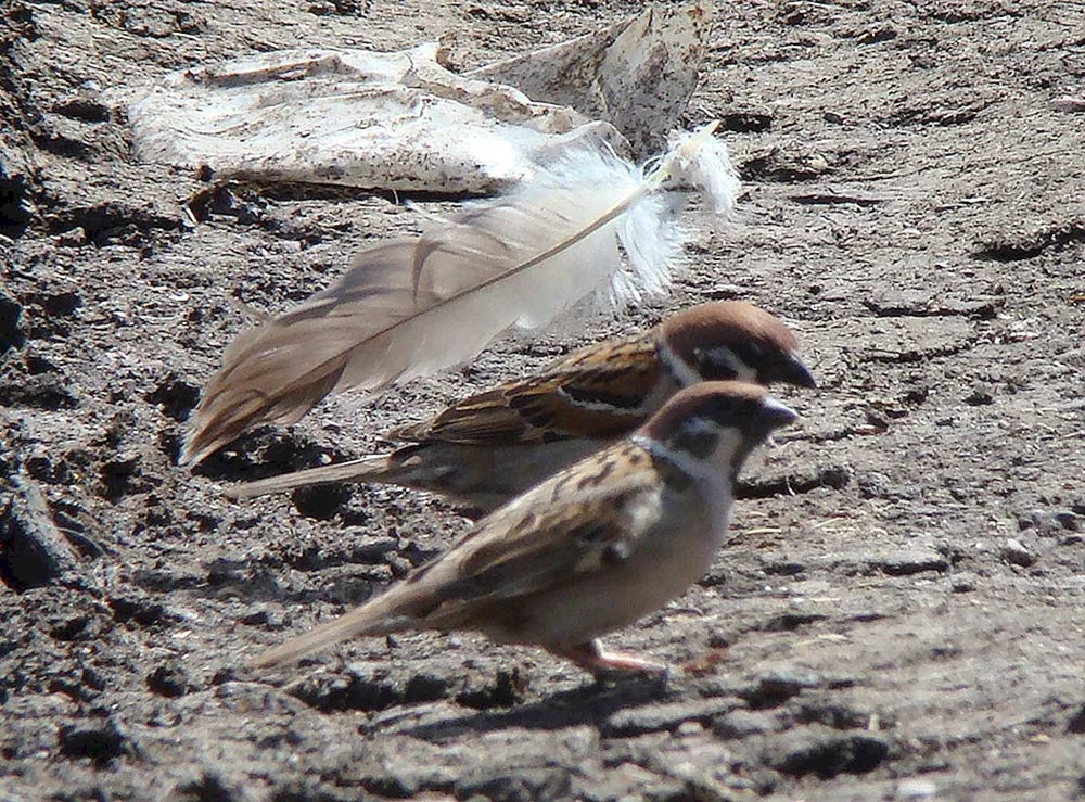 Vogelfedern