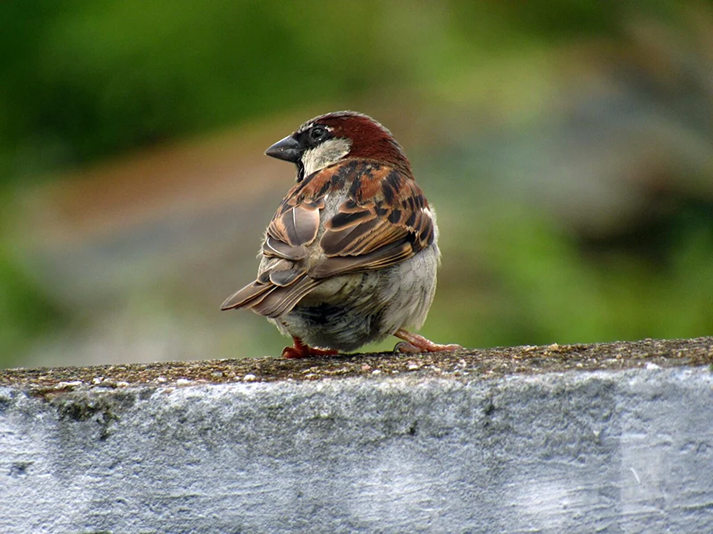 Strauer Spatz