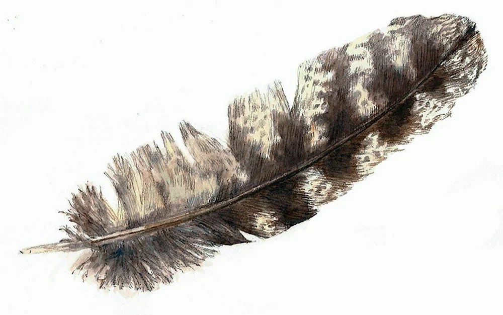 Vogelfedern