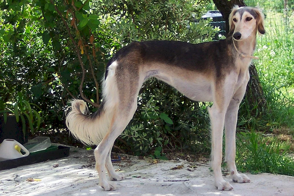 Ivisskaya Windhund Podenko ibitsenko