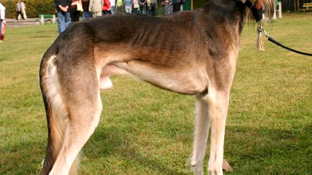 Borzai Eris Hund