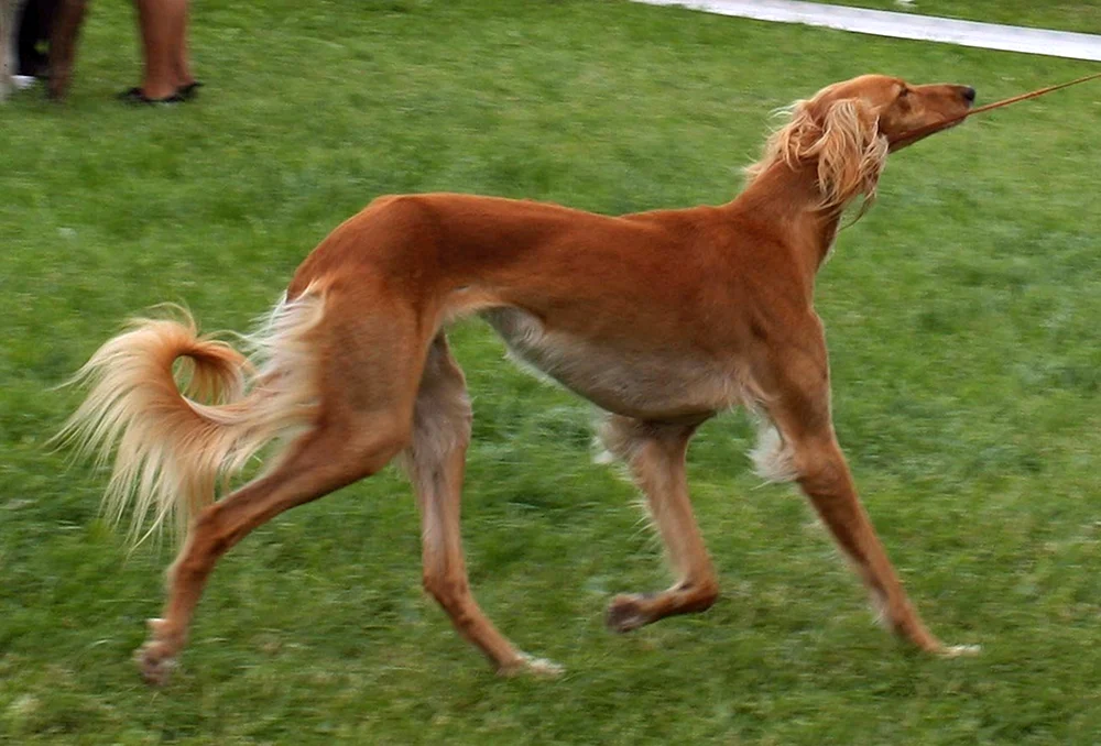 Hund Greyhound