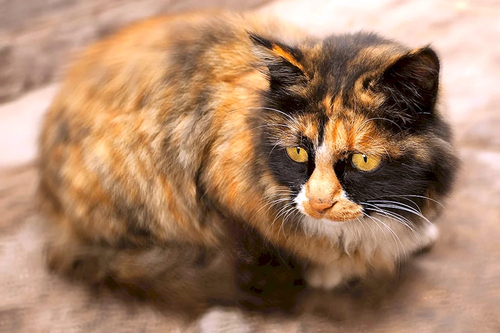 Sibirische schildpatt Katze