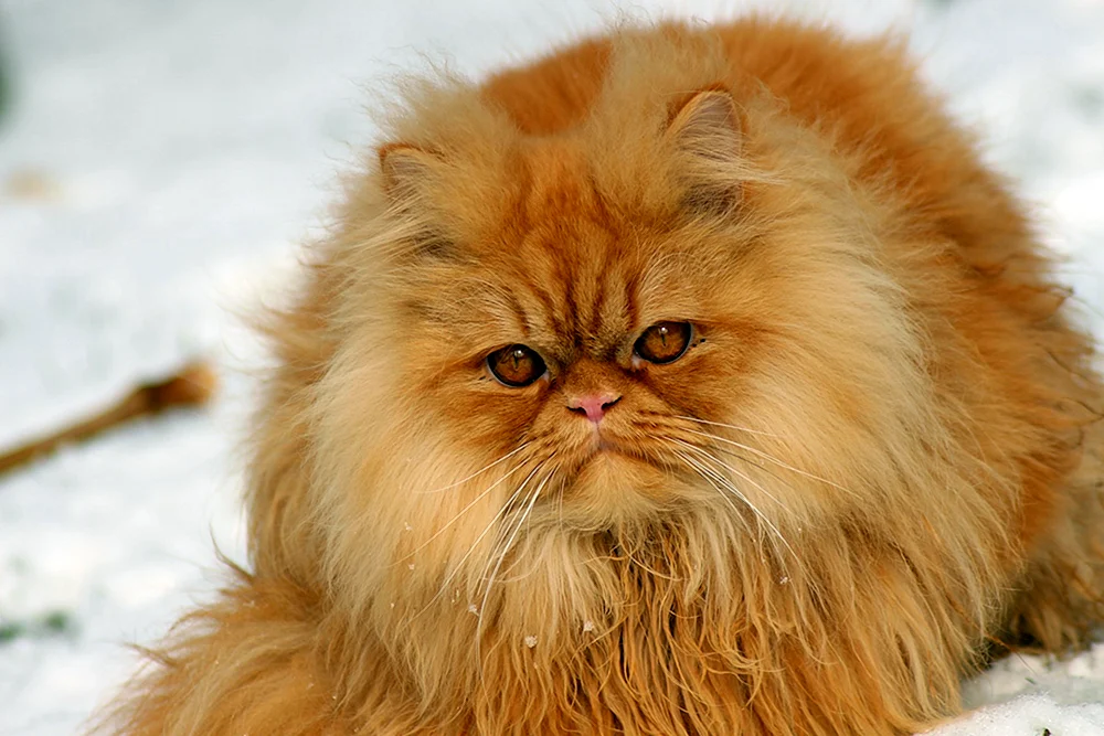 Perser Langhaar-Katze Katze