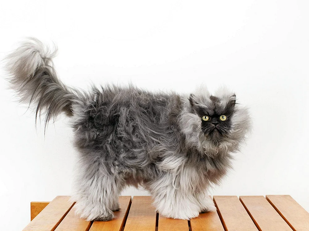 Britische Langhaarkatze