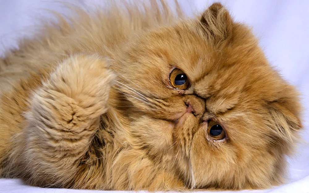 Perserkatze. Langhaar-Chinchilla