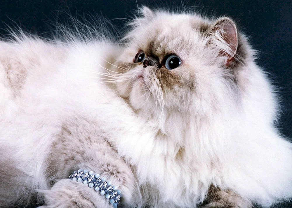 Perserkatze
