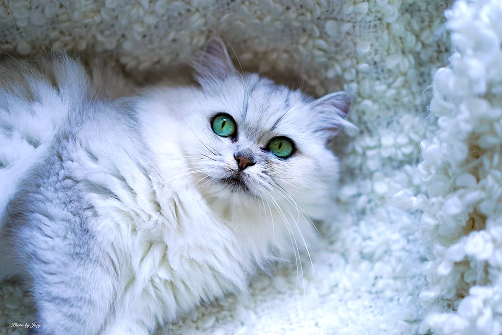 Persische Chinchillakatze