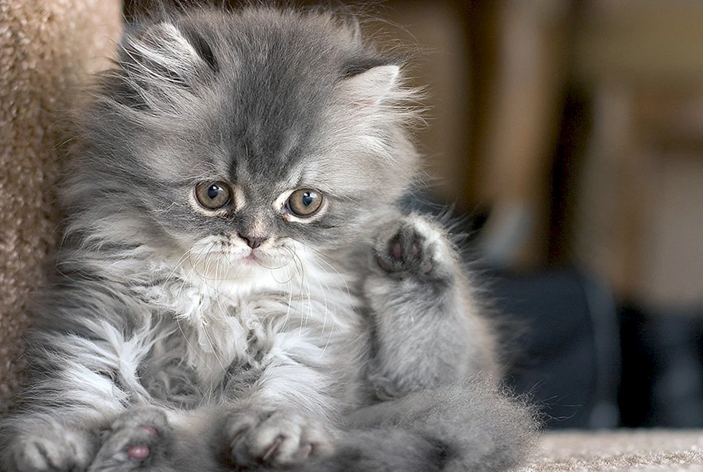 Persianer Langhaar Chinchilla