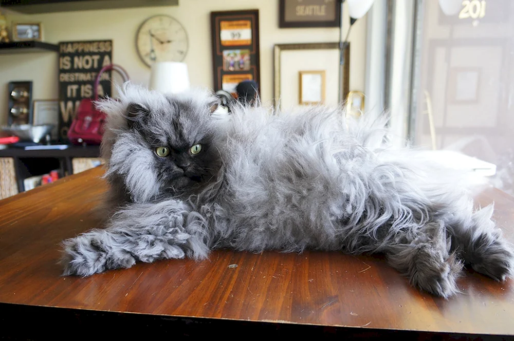 Katze Atchum Rasse