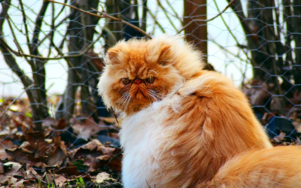 Perserkatze Langhaarchinchilla